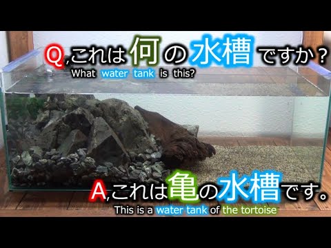 54 石組 カブトニオイガメの水槽レイアウト Tortoise Water Tank Layout Youtube