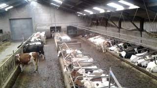 Harlem shake cow