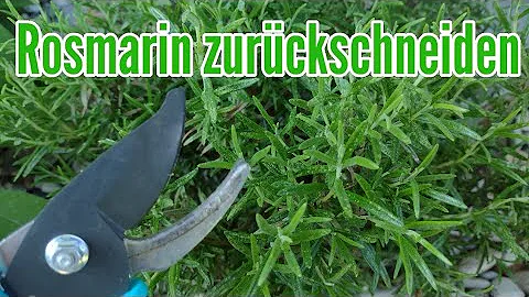 Wie und wann schneide ich Rosmarin zurück?