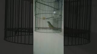 Cigun Paud Umur 3 Bulan Isian Kenari