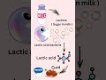 Why Does Curd Turn Sour Over Time? (Easy Science)