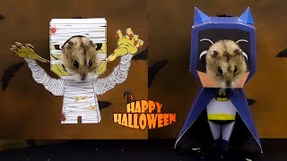 The best Hamsters&#39; Halloween Costumes