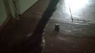 Bengal Cat Plays With Chocolate Habanero