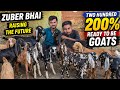 Dhamaka Quality Offer 200% Banne Wale Goats Looto Aur Shouk Karo || Zubair Bhai Ulhasnagar Mumbai ||