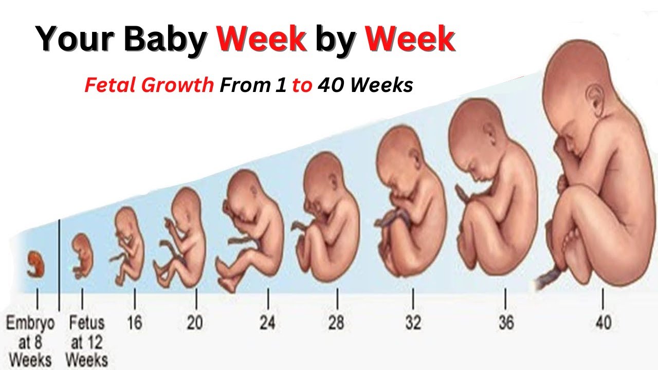 Pregnancy Week by Week | Fetal Development | Mama's World - YouTube