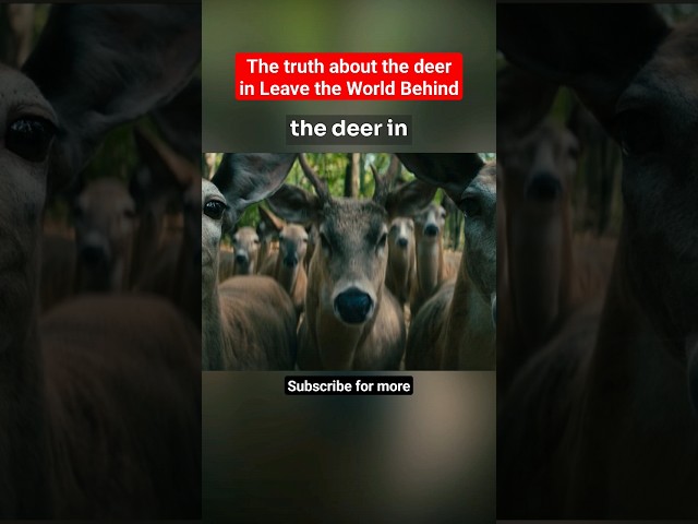 What do the deer mean? | Leave The World Behind Explained class=
