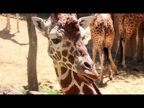 Giraffe™かみそり延長ハンドル|足を剃る方法