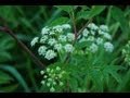 Poison Ivy and Water Hemlock