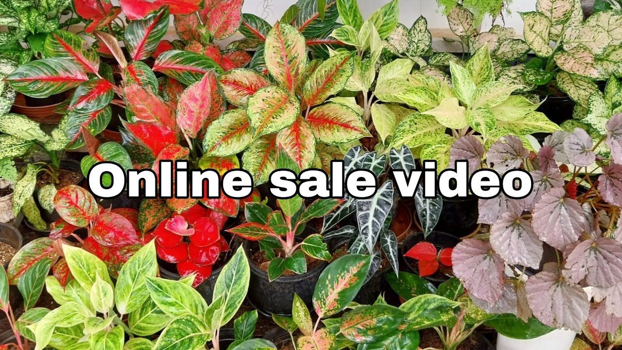 Online Sale 