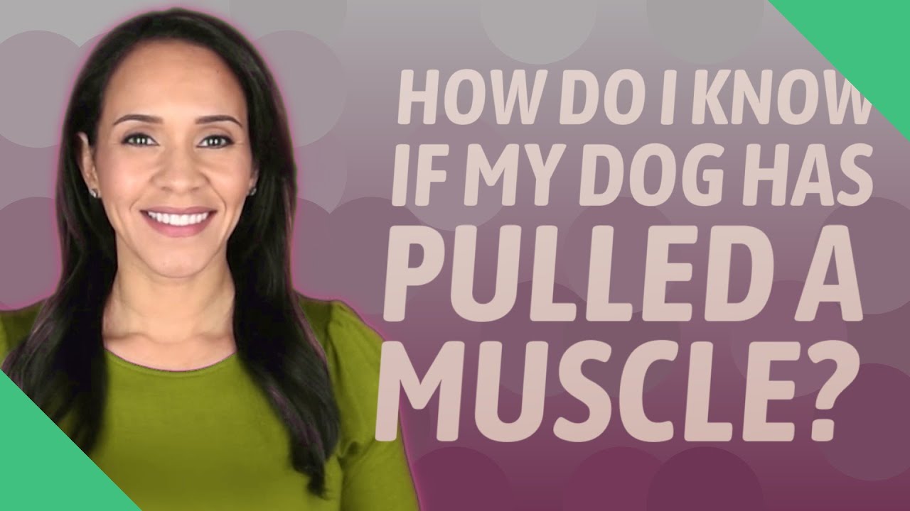 How Do I Know If My Dog Has Pulled A Muscle YouTube How Do I Know If My Dog Has Pulled A Muscle YouTube
