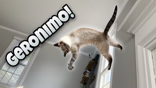 Cat Tries Base Jumping! | Lynx Point in the Living Room by Simon the Siamese Cat 954 views 2 years ago 1 minute, 53 seconds