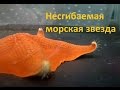 Где рот у морской звезды?