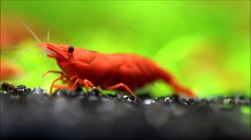 Painted fire red shrimp eating - Tép Fire Red Painted đang kiếm thức ăn