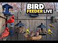 Bird Feeder Cam - Oklahoma