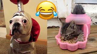 Funny animals 2022 | Adorable cats and dogs 2022 | Best Funny Animal Videos 2022 🤣😂