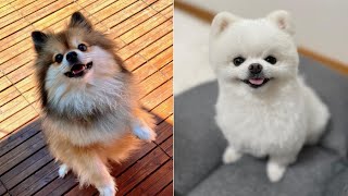 Funniest And Cutest Pomeranian Puppies Little Puppies Funny Video