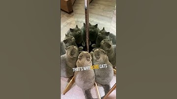 Do Cats Recognize Themselves in Mirrors? 😺🪞