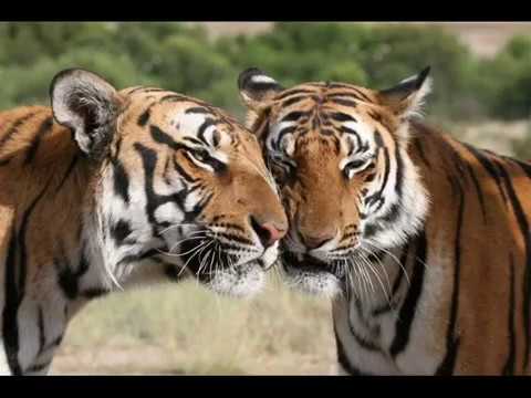 معلش تامر عاشور 3