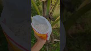Benefits of using salt to coconut tree | Use of salt to coconut tree | #nariyalpeda #nariyal