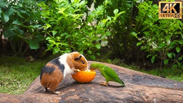 (No Ad Interruptions) Cat TV for Cats to Watch😺 Cute Little Birds with Squirrel-mania🐿️10 Hrs 4K HDR