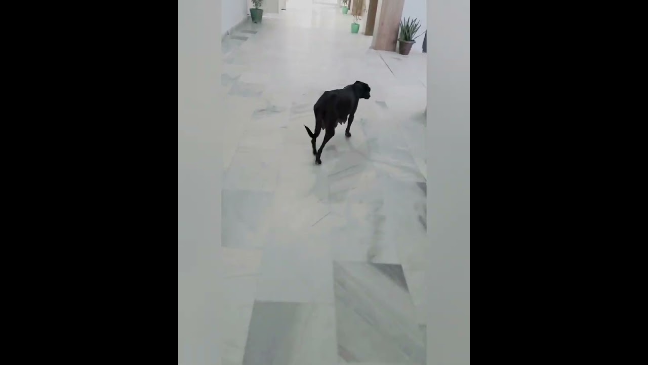 NAAC's Team while inspection in GLA University😂 