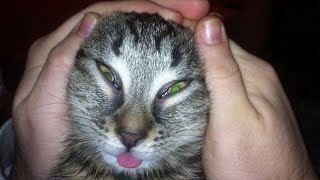 funny cats and dogs you haven’t seen yet do not miss your chance look at them they are very funny by Best Funny4 679 views 3 years ago 2 minutes, 28 seconds
