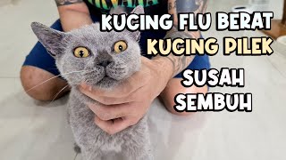 Cara Menyembuhkan Kucing Flu Berat & Pilek Yang Susah Sembuh