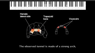 The Chopin Method: Piano lesson 3. The hand and the keyboard. Part one.