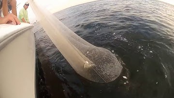 Cast Net Fishing - Most Fish I