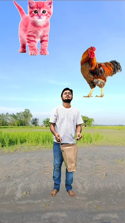 Flying domestic animals catching vs crying babies vs fat dog & lizard - Funny vfx magic