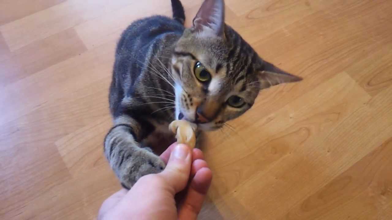 Can Cats Eat Mushrooms Must Read Pawsome Kitty