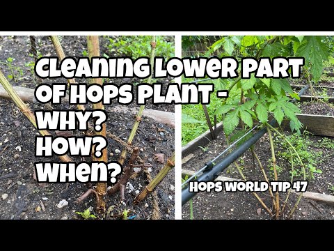 Video: Problemer med humleplanter – årsaker og rettelser for stoppet vekst på humle