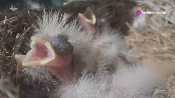 Hummingbird Baby