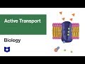 Cell Transport Mechanisms Quiz