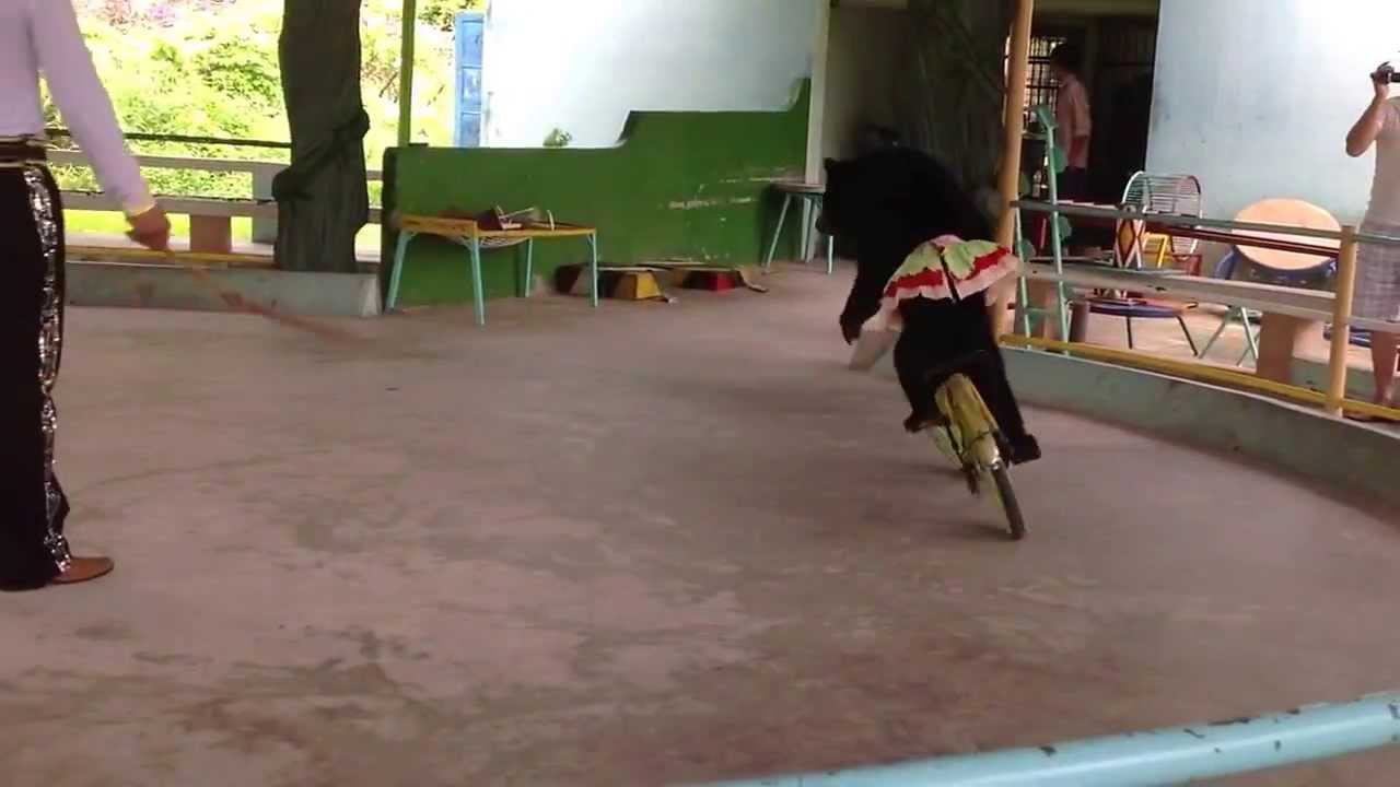 Bear riding a bike