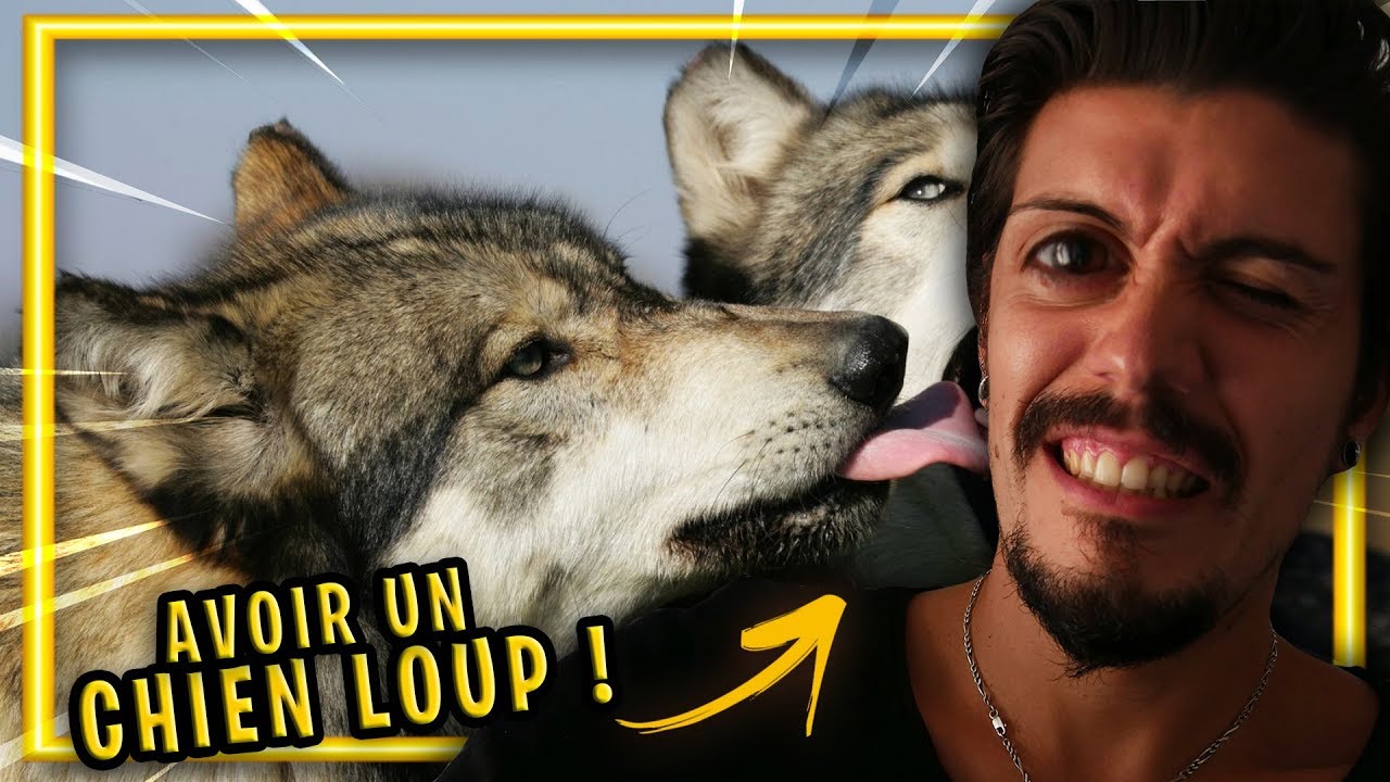 Adopter Un Chien Loup Ca Change La Vie Timber Shepherd Youtube