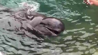 Тайцзи, Музей китов - Taiji Whale Museum - Шоу с дельфинами - 3 Тайцзи, Музей китов - Taiji Whale Museum - Шоу с дельфинами - 3