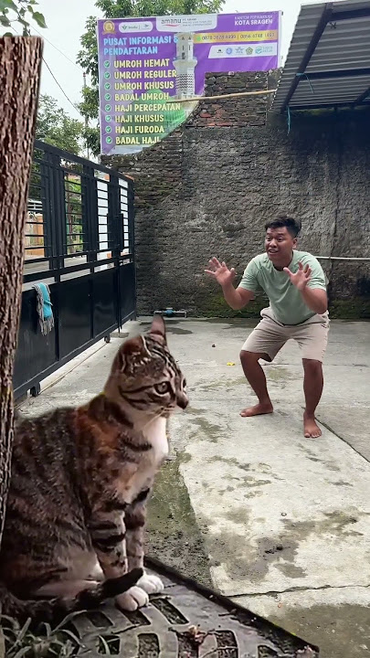 kucing kaget