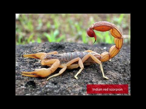 Video: Scorpions Legendoissa Ja Myytteissä - Vaihtoehtoinen Näkymä