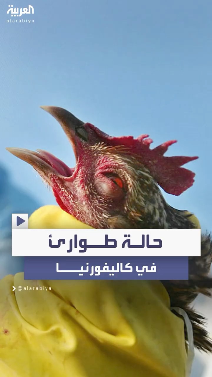 حاكم ولاية كاليفورنيا يعلن حالة الطوارئ بسبب إنفلونزا الطيور