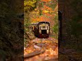 紅葉の中を走る電車！？
