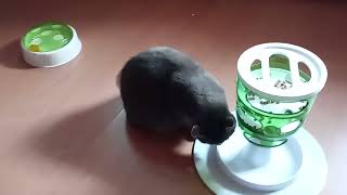 My senior cat is eating me  🧐 by Benjamin Tobies 90 views 2 months ago 4 minutes, 10 seconds