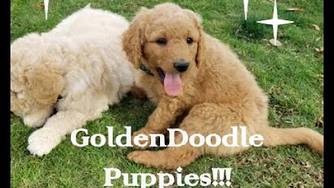 GoldenDoodle Puppies!