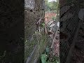 Baby Cobra vs Black Scorpion #cobra #highlightseveryone #snake #animalrescue #wildlife #snakerescue
