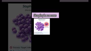 4 Basic Shapes of Bacteria !#ncert #shorts #neet #cell