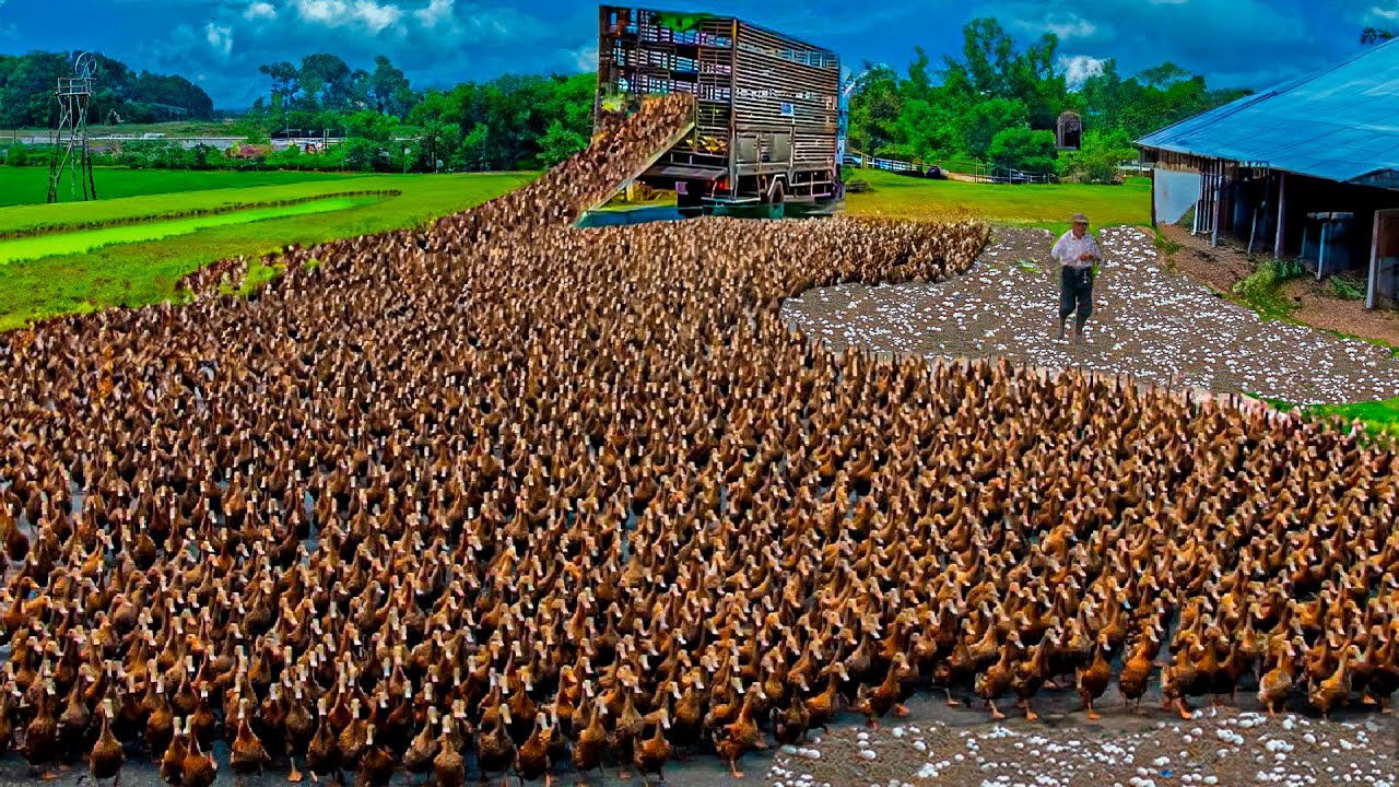 CONHEÇA A MAIOR CRIAÇÃO DE PATOS DO BRASIL – INCRÍVEL!