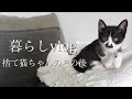 【暮らしvlog】【猫保護】子猫のその後【子猫】【ハチワレ】