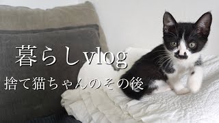 【暮らしvlog】【猫保護】子猫のその後【子猫】【ハチワレ】