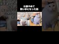 仕事辞めて歌い手になった話【猫ミーム】 #Shorts