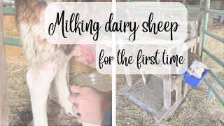 First time milking dairy sheep